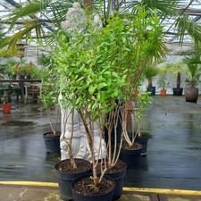 Punica granatum "różowa satyna", łącznie 80-100 cm, 5 l doniczka