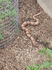 Realistic Fake Snake Toys 2PCS Rubber Rattlesnake Prank Garden Decor Props