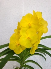 Vanda (Jakkrit Gold x Thailand Gold) "SunBurst"