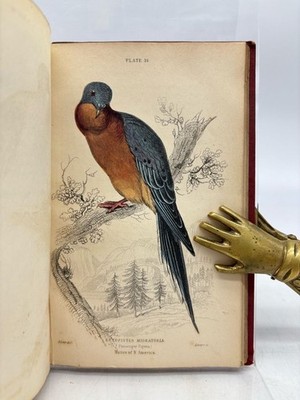 Pigeons [= The naturalist´s library. Vol IX. Ornithology] Selby, Prideaux John u