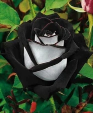 100 ROSE DARK RED/BLACK FLOWER SEEDS rare exotic plant garden for germination