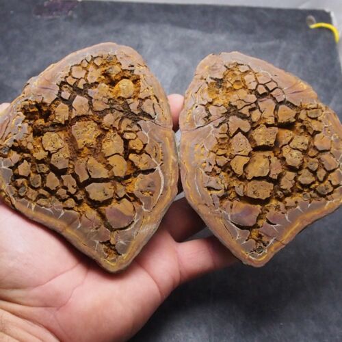 875gr. Fossil Septarian Morocco 50 million years Africa Geode Septaria Dino - Picture 1 of 5
