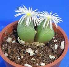 Conophytum ficiforme, 2 głowice!, dostępny fito