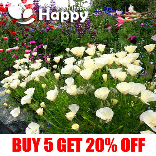 CALIFORNIA POPPY White Cream - 1000 SEEDS - Eschscholzia californica Alba NZ9426 CALIFORNIA POPPY White Cream - 1000 SEEDS - Eschscholzia californica Alba NZ9426
