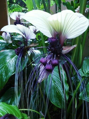 8000711 Tacca Pflanze white Chanteri Fledermausblume 10 Samen - Bild 1 von 1