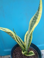 Snake Plant Sansevieria Mother-in-Law's Tongue Live House Plant - Bare Root