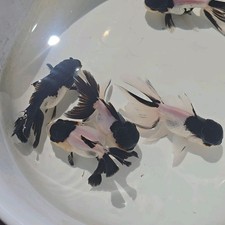 Live Fish Oranda Goldfish Juvenile Black Head Panda 2-2.5 inch Volume Discount