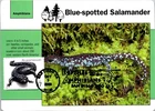 Dr Jim Stamps Maximum Card Blue Spotted Salamander 37C San Diego Zoo Fdc