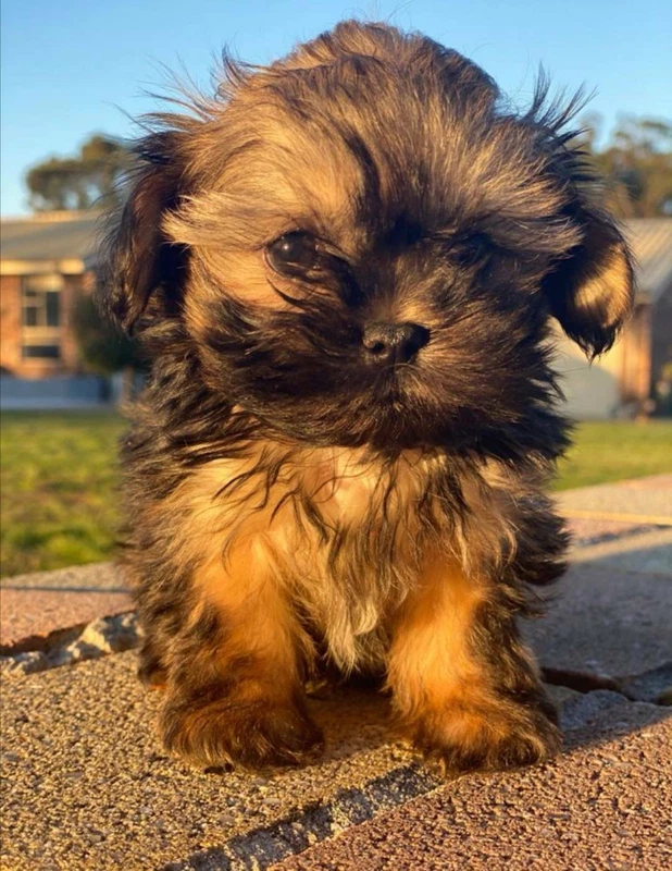 Maltese Shih Tzu Puppy Dogs Puppies Gumtree Australia Campbelltown Area Kentlyn 1255759625
