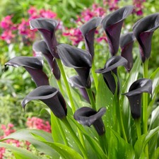 Black Calla Lily 'Cantor', Zantedeschia, Set of Three Bulbs, Ready to Plant