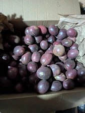 Passion fruit Fredricks 5# actual fruit