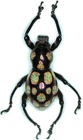 Pachyrhynchus gemmatus male 14mm AB64 Curculionidae