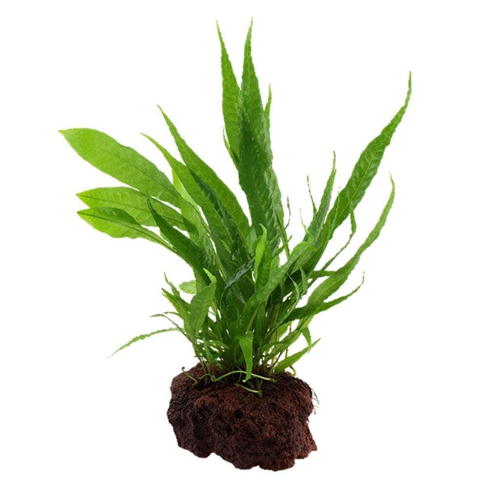 Tropica Microsorum Pteropus On Lava Stone  - Live Aquarium Plant
