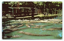 Vintage 1960s Arkansas AR Alligator Farm Hot Springs Ntl Park Old Postcard B25