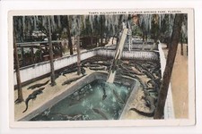 FL, SULPHUR SPRINGS PARK - Tampa Alligator Fa...