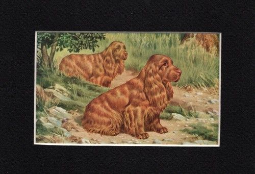 Sussex Spaniel "Duo" - CUSTOM MATTED - 1958 Vintage Color Dog Art Print - 1 ONLY