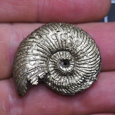 35 mm Quenstedtoceras Ammonite Pyrite Jurassic Normandie France Fossil 3793