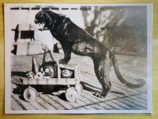 Halloween Black Cat Press Photo Midnight Leopard VTG Sniped Orig 10/31/1936 1/1