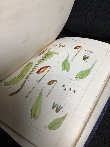 * Missing 4 Plates Colour Plates 2nd Edition 1860 British Mosses By Stark - Picture 14 of 17