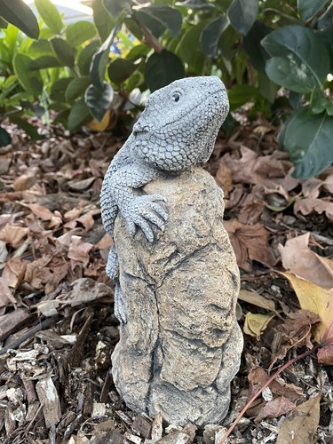 Bearded Dragon Lizard Statue Ornament Animal Concrete Garden Australian Made - Picture 8 of 9