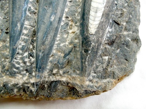 *Large* ORTHOCERAS FOSSIL PLATE * 8 by 8 Inches* 3 Pounds 12 Ounces* 5 Specimens - Picture 4 of 10