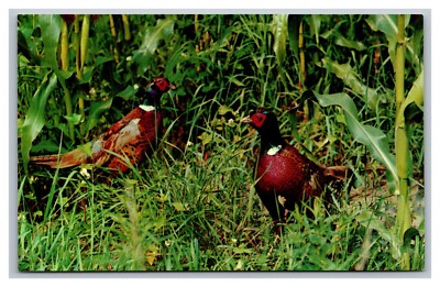 Ring-Necked Pheasants Game Birds in Corn Field, Vintage Postcard 