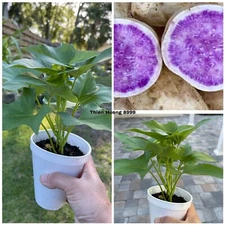 5 Rooted Okinawa Purple Sweet Potato Plants In A Cup Okinawa Sweet Potato Plants