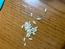 National Pickling Cucumber   seeds Organic Non GMO Heirloom 25 + seeds