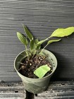 Viette’s Little Suzy Rudbeckia — photo 3