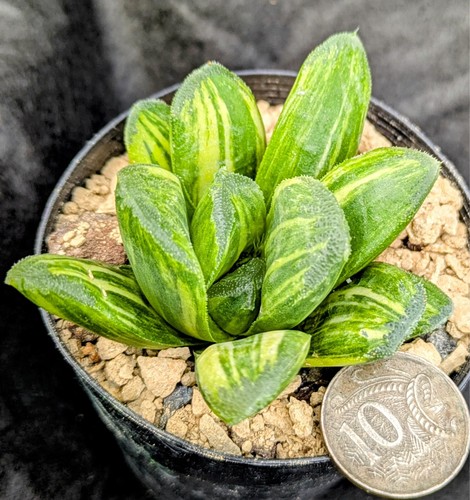 Haworthia truncata NISHIKI TERASHIYAMA VARIEGATED variegata Succulent WOW💥💥💥 - Picture 2 of 7
