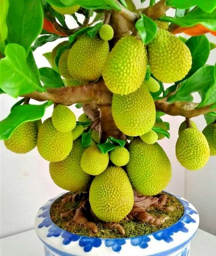 Árbol de jaca artesanal miniatura hecho a mano fruta decoración del hogar planta falsa verde - Imagen 1 de 11