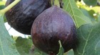 100+ Ischia Black Fig Seeds for Garden Planting - Usa - Free Shipping!