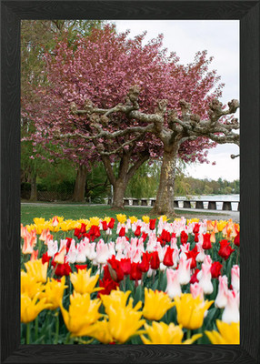 Frühling Tulpen und Kirschblüte Tr gerahmtes Wandbild Poster Leinwanddruck Bild