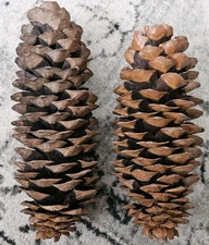 2 Giant Extra Large 12-13" Pine Cones  ARTS & CRAFTS HOLIDAY HOME DECOR WREATHS