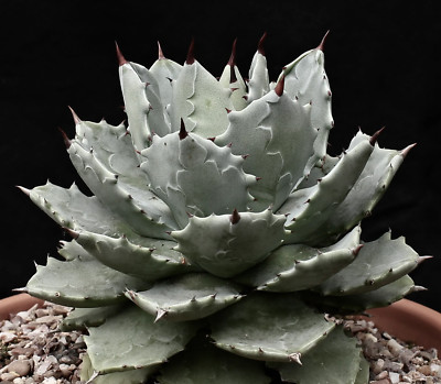 Agave potatorum form minima 8-10 cm -