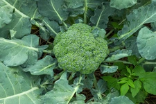 Waltham 29 Broccoli Seeds Non-GMO Heirloom, Tracking Included, Backyard