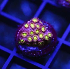 DIYreefer Live Coral WYSIWYG WWC Electric Daisy Stylo Frag
