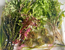Tofu's Tanks 50 Plants Live Freshwater Aquarium Plants Customizable Bundle 