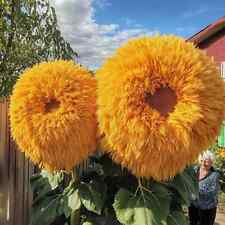 50pcs Yellow Enchanting Giant Teddy Bear Sunflower Seeds   Fluffy Double Blooms.