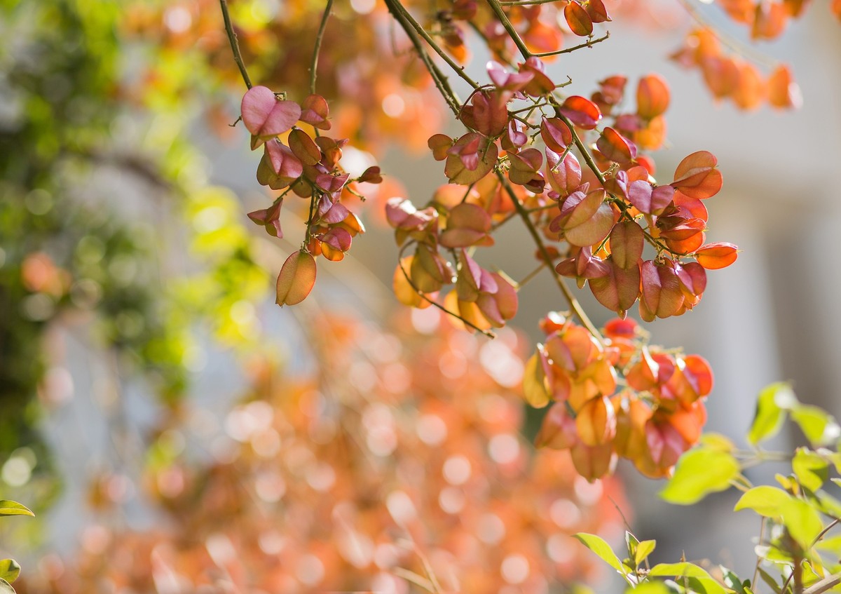 10 CHINESE FLAME TREE Koelreuteria Bipinnata Lantern Rain Yellow