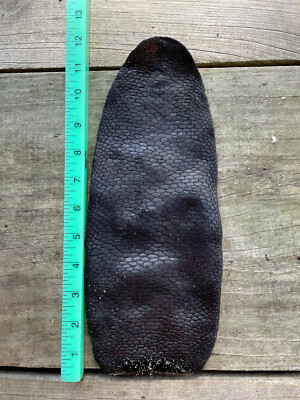 1 { one side of one tail }  XX Large UN-Tanned Beaver 1/2 Tail -Salted-Air Dried