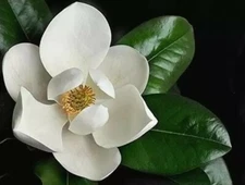 8 cuttings of Southern Magnolia grandiflora tree for rooting grafting