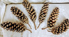Giant Sugar Pine Cones Lot of 6 Large 8"-11" For Crafts Holiday Decor Wreaths