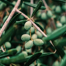 3 Arbequina Olive Tree - Olea europaea -Starter Plug