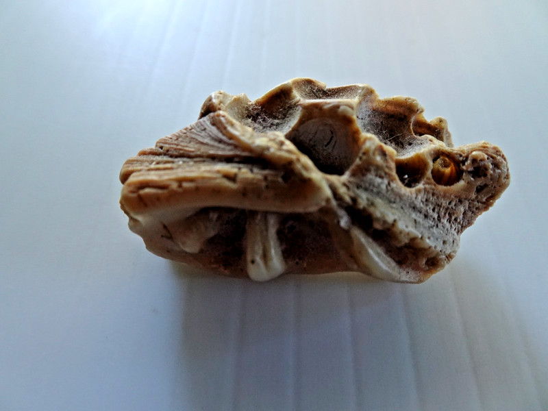 Piece of fossilized crocodile armor plate found in Montana in 1970s 1-1/2 inches