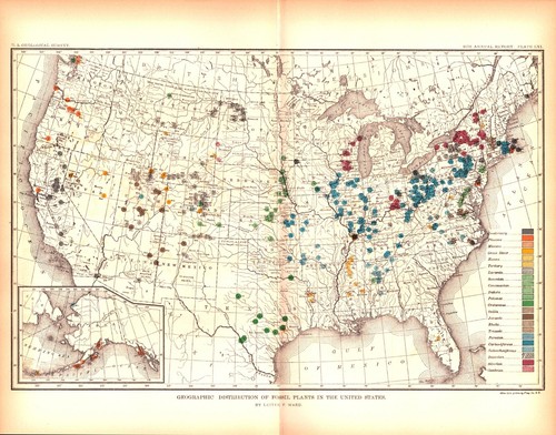 FOSSIL PLANTS, UNITED STATES Antique geology map 1889