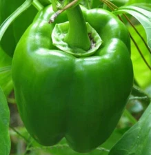 GREEN BELL PEPPER SEEDS 30+ "EMERALD GIANT" garden VEGETABLE plant FREE SHIP