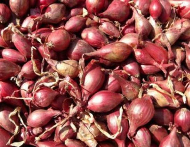 BULBI SCALOGNO ROSSO TONDO GR 500