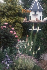 35mm Slide - Doves In Dovecote In Corner Of Garden Of Flowers