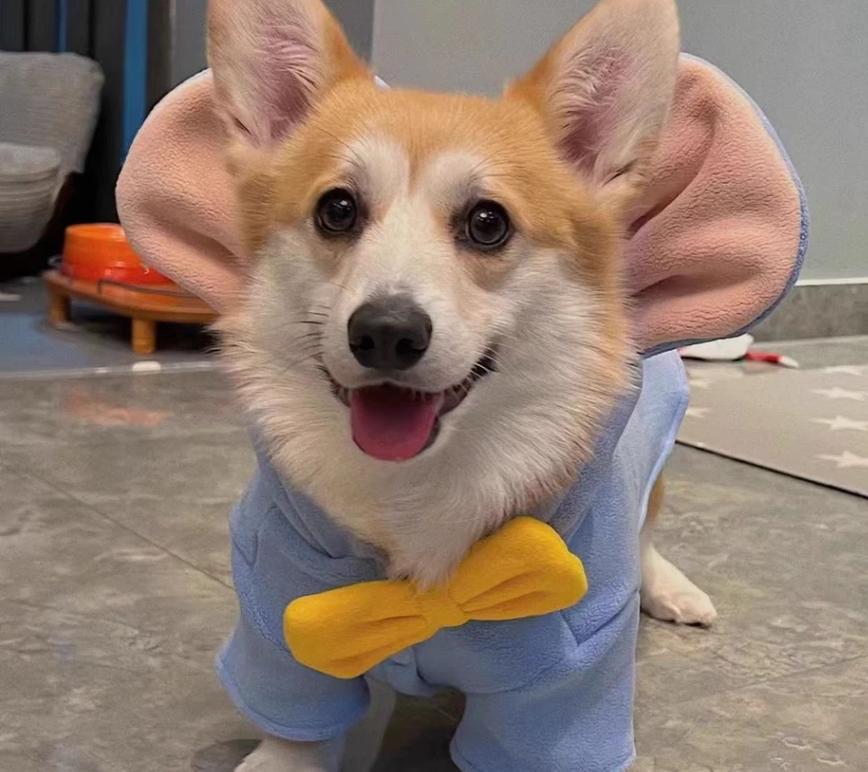 Snuggle-Soft Dog Jackets – Designed for Corgis, Schnauzers, Shibas & Bichons - Image 2 of 3